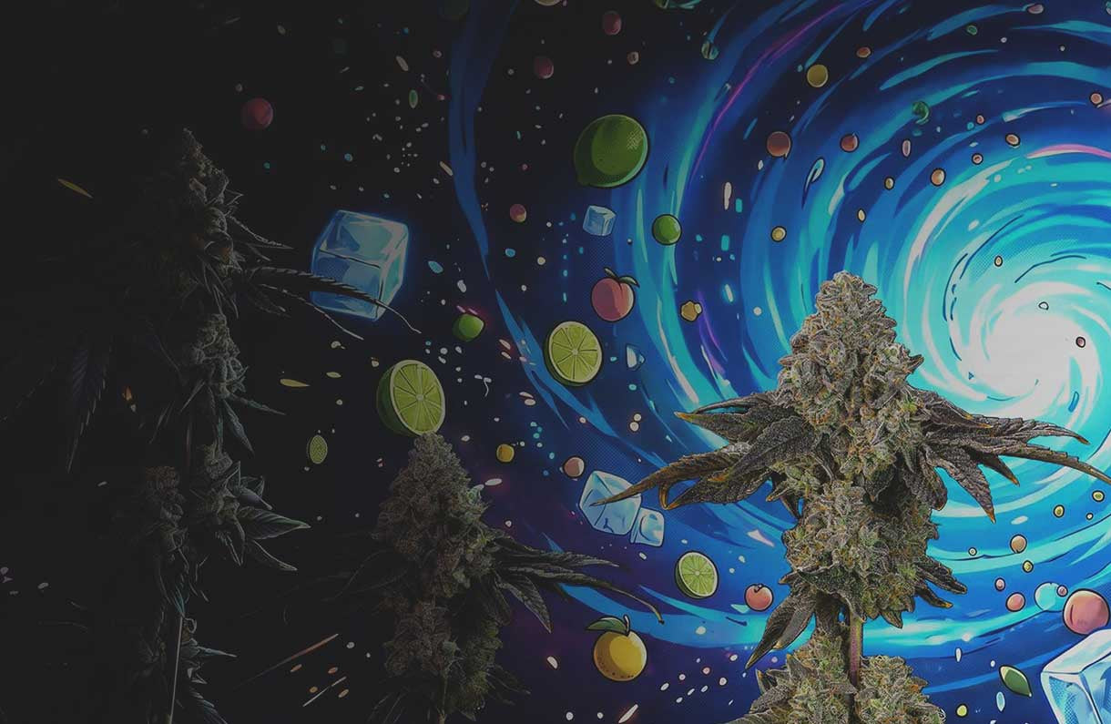 Vor einer wirbelnden blauen und violetten Galaxie, in der Eiswürfel, Zitrusscheiben und Früchte schweben, steht eine üppig wachsende Cannabispflanze, die eine psychedelische, kosmische Atmosphäre heraufbeschwört.