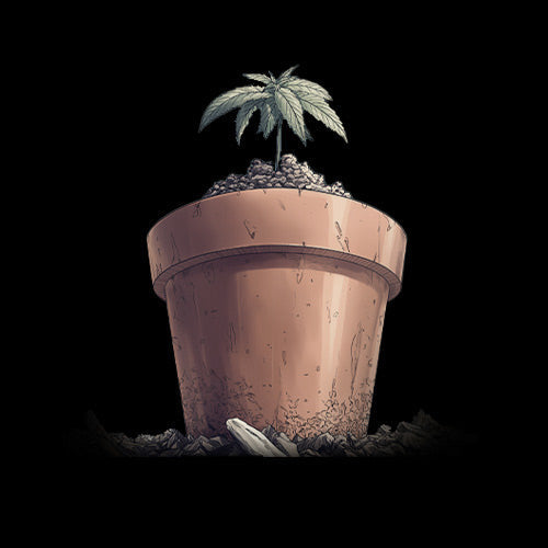 Eine kleine grüne Pflanze mit mehreren Blättern wächst in einem braunen Blumentopf aus Ton, der mit Erde gefüllt ist, vor einem schwarzen Hintergrund.