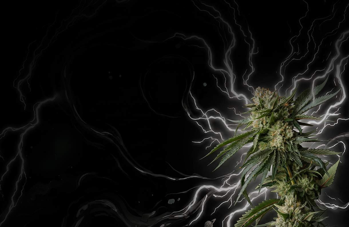 Eine Cannabispflanze auf der rechten Seite mit dichten Blütenständen und grünen Blättern, vor einem dunklen Hintergrund mit weißen, blitzartigen Streifen, die sich darüber ausbreiten.