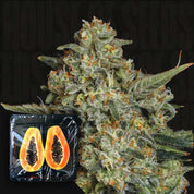 Eine Nahaufnahme von Funky Drip Cannabis von Nine Weeks Harvest, mit geschnittener Papaya in einer Plastikschale davor.