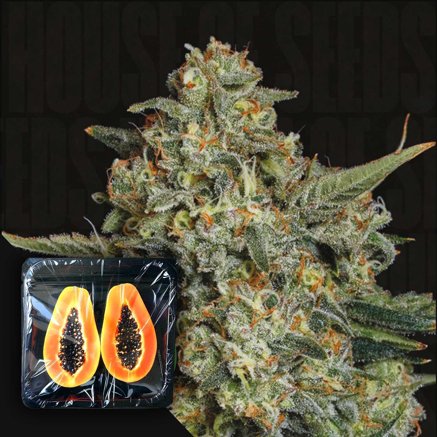 Nahaufnahme einer frostigen Cannabisknospe, Ecke zeigt verpackte halbe Papaya, Hinweis auf Funky Drip von Nine Weeks Harvest