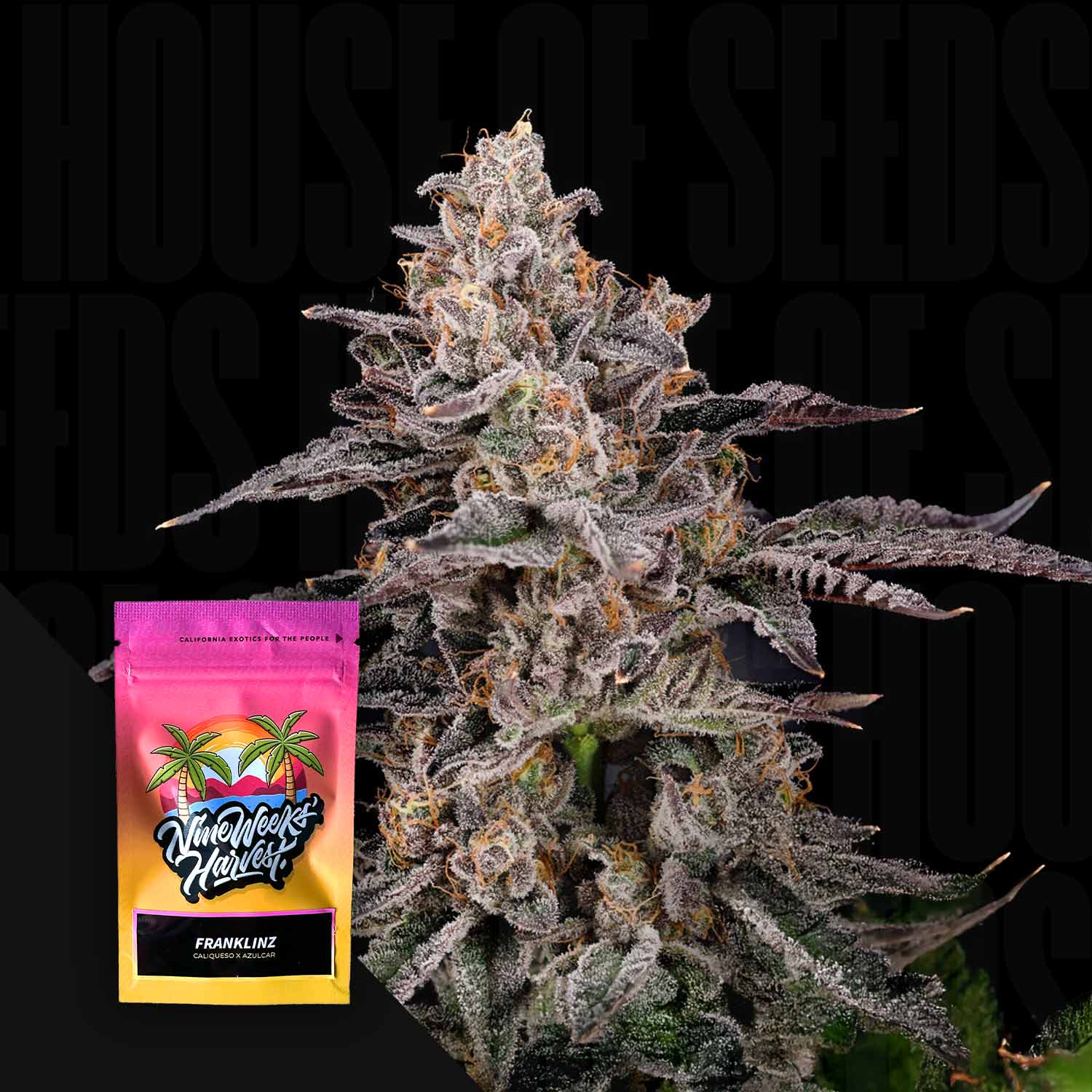 Nahaufnahme einer frostigen Knospe mit lila und grünen Tönen, daneben rosa-gelber Nine Weeks Harvest Franklinz Beutel