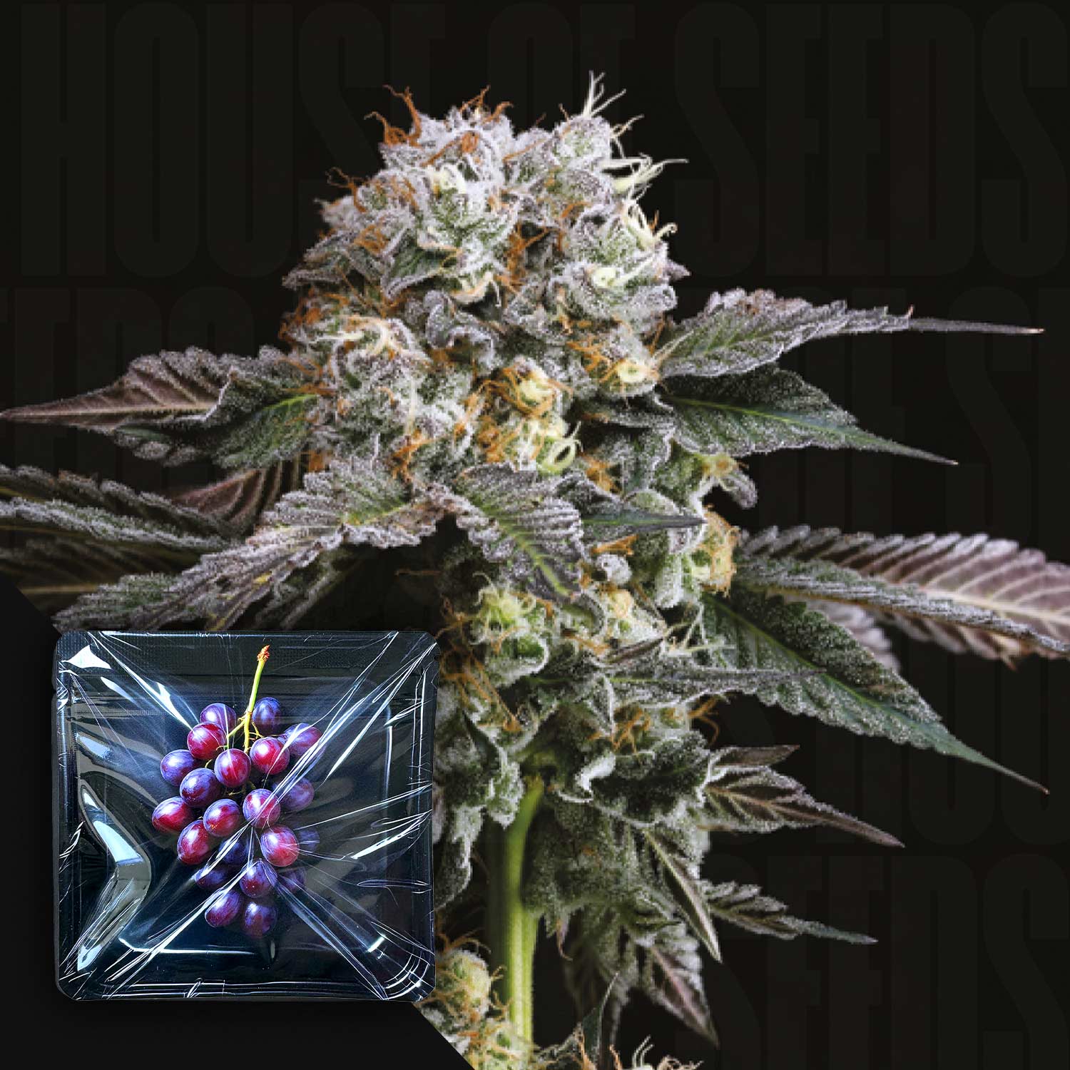 Hashdrip von Nine Weeks Harvest: frostige Cannabis-Knospe mit violett gefärbten Blättern und Traubencluster.