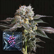 Hashdrip von Nine Weeks Harvest: frostige Cannabis-Knospe mit violett gefärbten Blättern und Traubencluster.