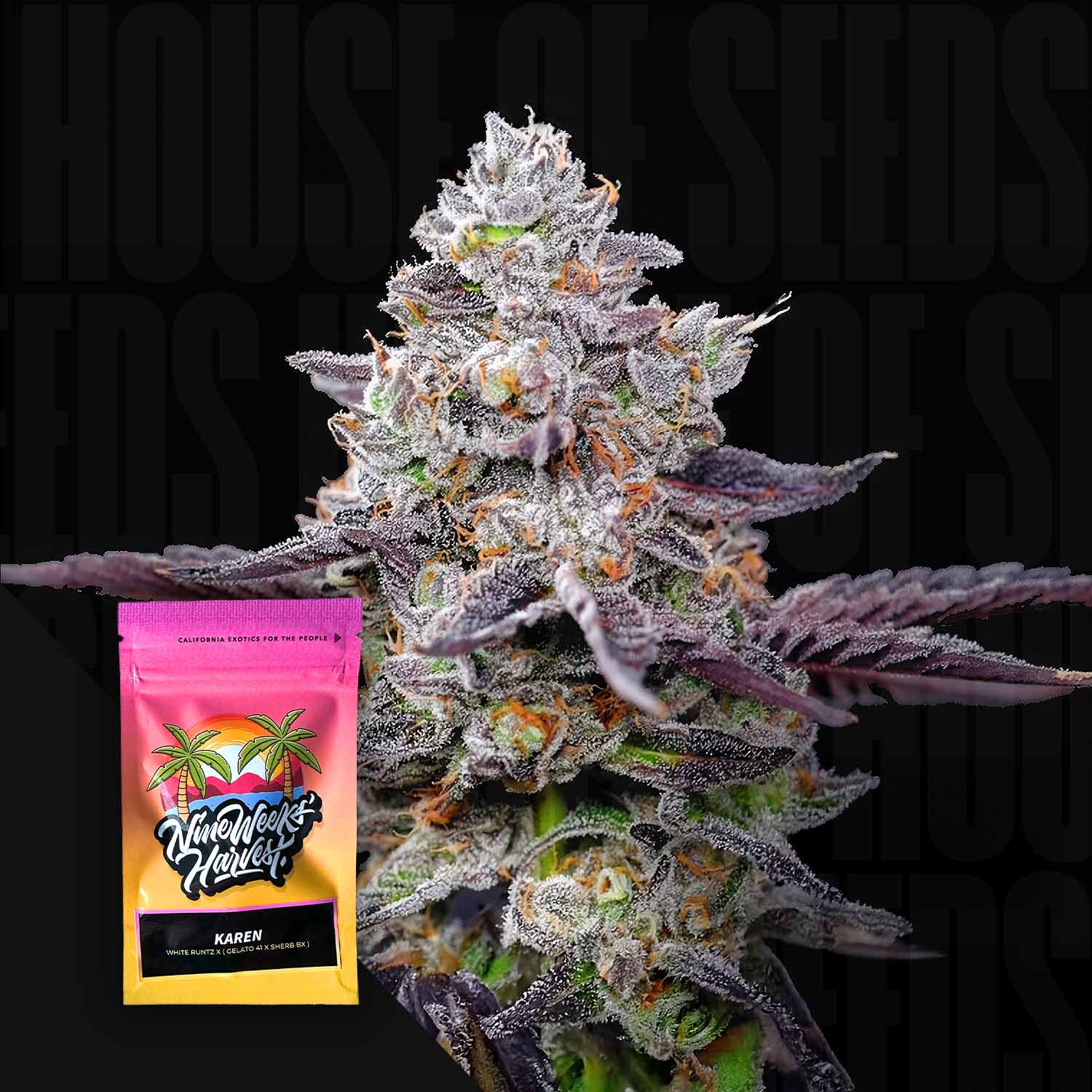 Frostige Cannabisknospe mit lila Blättern, Ecke zeigt Nine Weeks Harvest Karen Packung