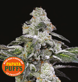Papaya Puffs