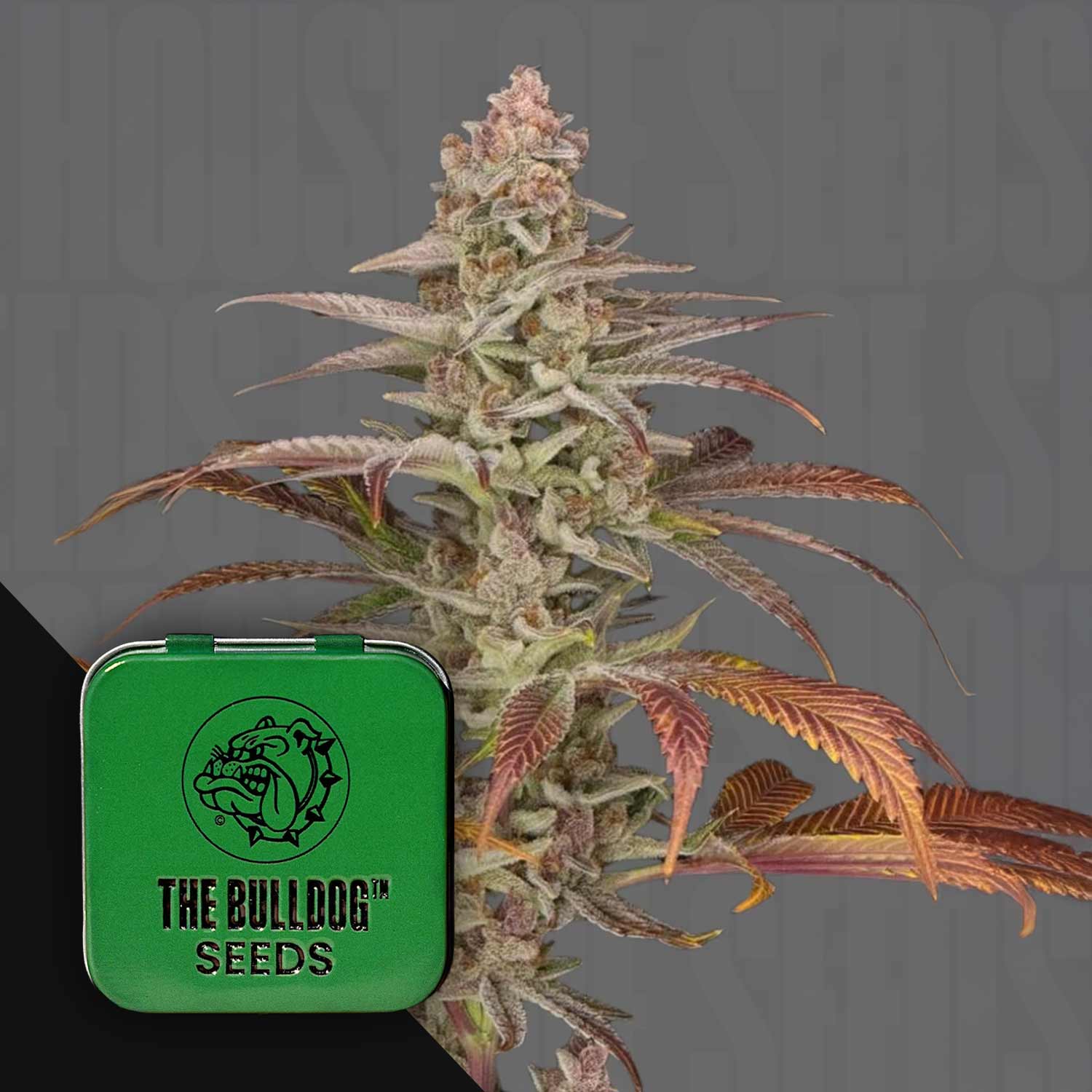 Eine Cannabis-Pflanze mit rötlichen Blättern neben einer grünen Orange 90-Dose von The Bulldog Seeds mit Bulldog-Logo.