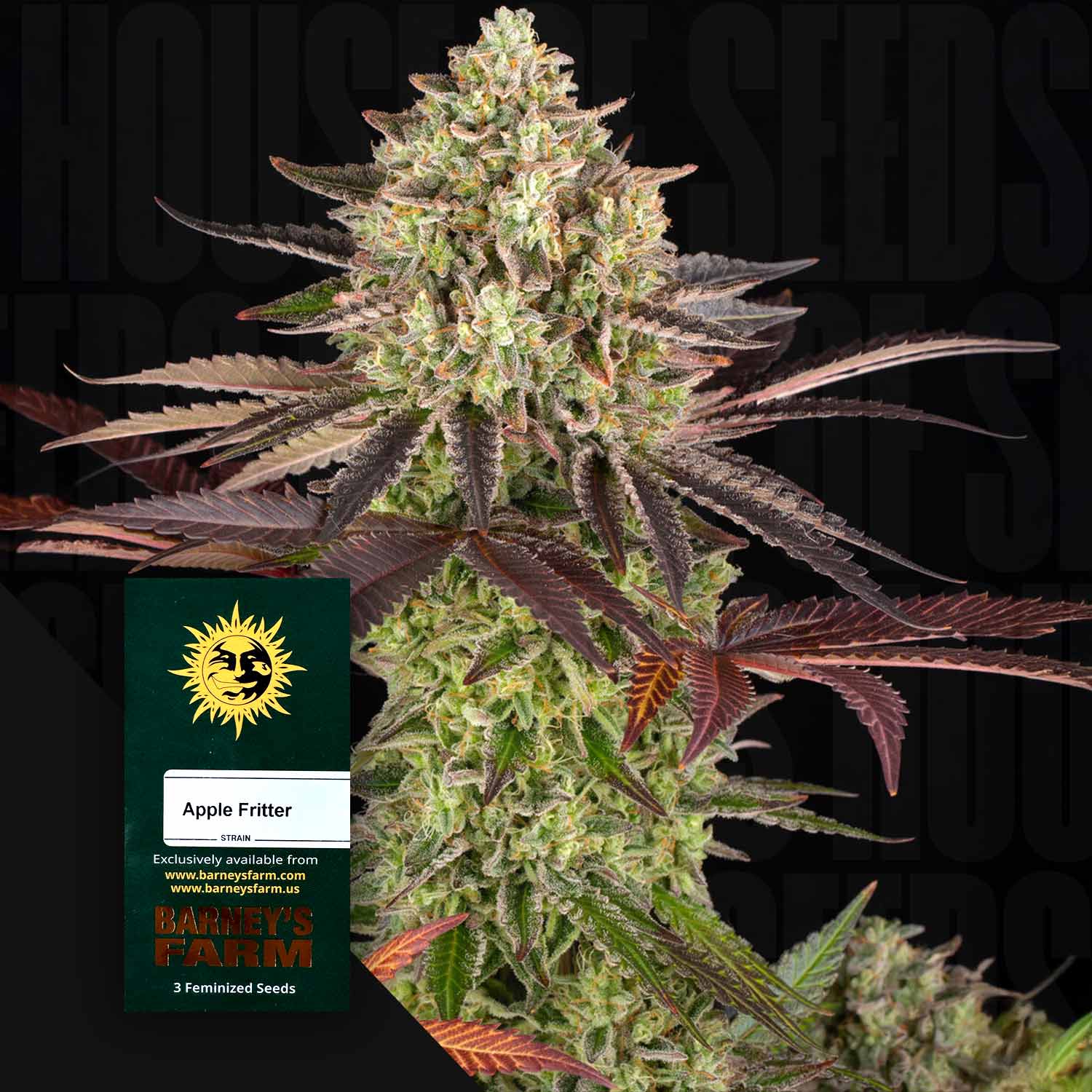 Dichte grüne Cannabisknospe mit lila Blättern, Apple Fritter Samenpäckchen von Barney’s Farm im Vordergrund vor dunklem Hintergrund