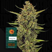 Dichte grüne Cannabisknospe mit orangefarbenen Haaren vor Barney’s Farm Samenpaket „Acapulco Gold“ auf dunklem Hintergrund