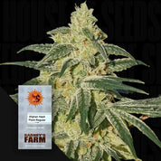 Nahaufnahme einer frostigen Cannabispflanze neben einem Barney's Farm Afghan Hash Plant-Paket.