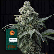 Nahaufnahme einer frostigen Cannabisknospe, vorne grünes Barney’s Farm Bruce Banner Paket vor dunklem Hintergrund