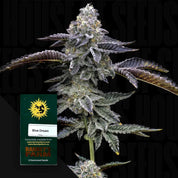 Nahaufnahme frostiger Blue Dream Cannabispflanze mit lila und grünen Blättern, Ecke zeigt grünes Barney’s Farm Blue Dream Paket