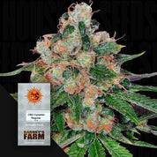 Nahaufnahme frostiger CBD Cannabisknospen mit orangen Härchen, vorne Barney’s Farm CBD Caramel Samenpaket mit Sonnenlogo
