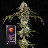 Durban Poison F1