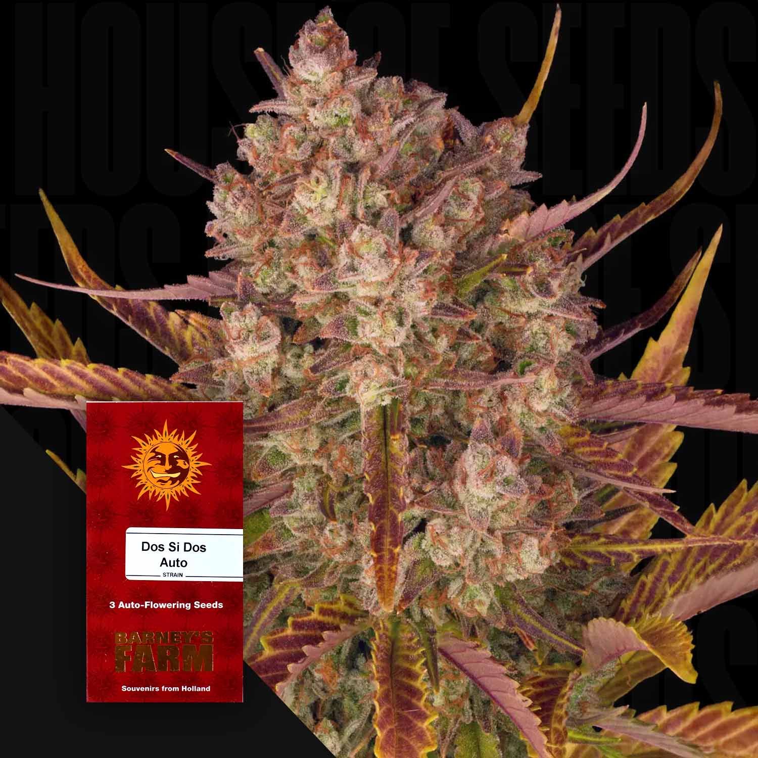 Blühende Cannabispflanze mit lila Blättern und frostigen Trichomen, rotes Barney’s Farm Dos Si Dos Auto Samenpaket im Vordergrund