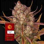 Blühende Cannabispflanze mit lila Blättern und frostigen Trichomen, rotes Barney’s Farm Dos Si Dos Auto Samenpaket im Vordergrund