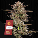Frosted Zinn x 3 Bears OG Auto