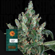 Nahaufnahme einer frostigen Cannabispflanze mit orangen Haaren vor schwarzem Hintergrund, unten links grünes Laughing Buddha Paket von Barney’s Farm