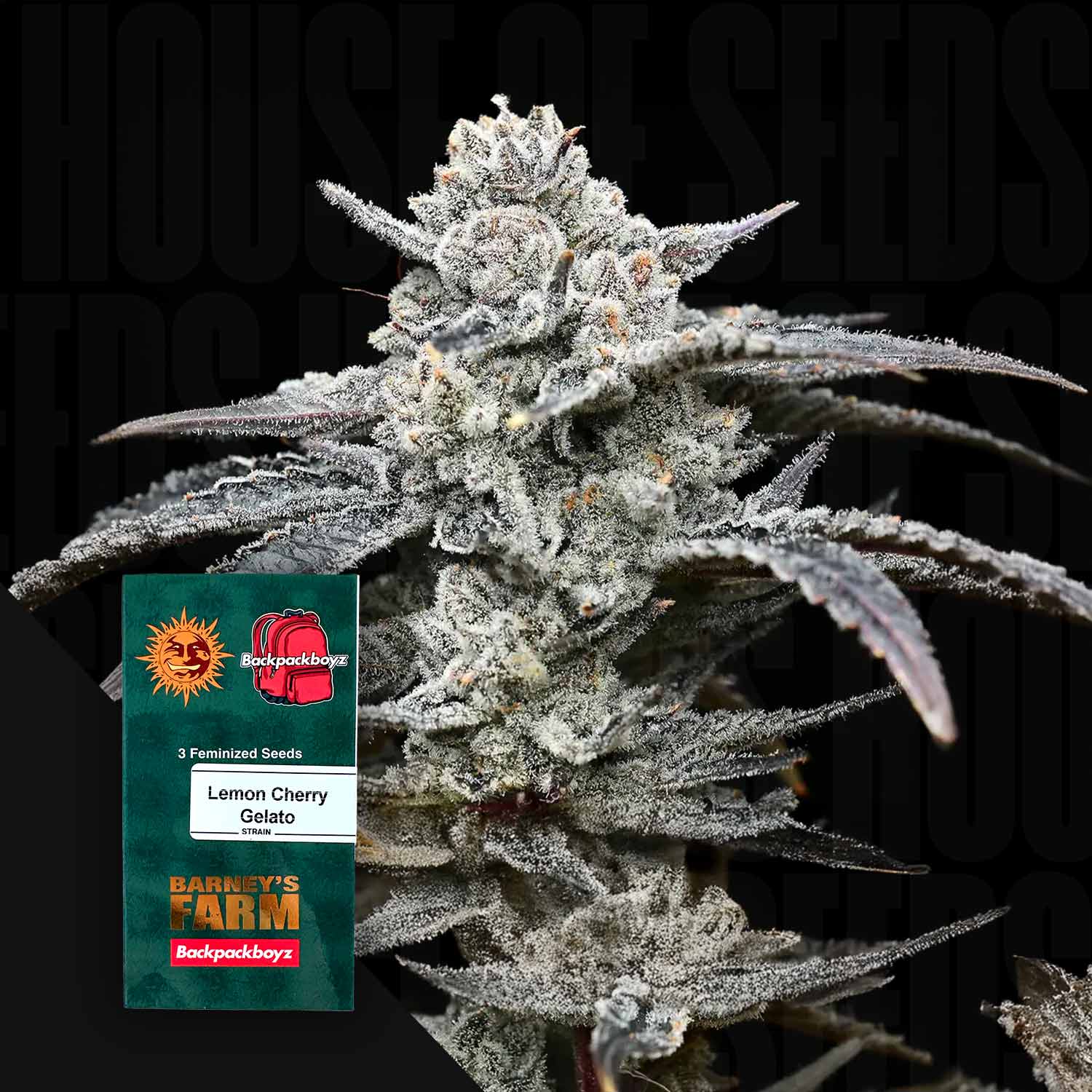 Frostige Cannabispflanze mit dichten Knospen voller Trichome mit grünem Barney’s Farm Samenpaket Lemon Cherry Gelato