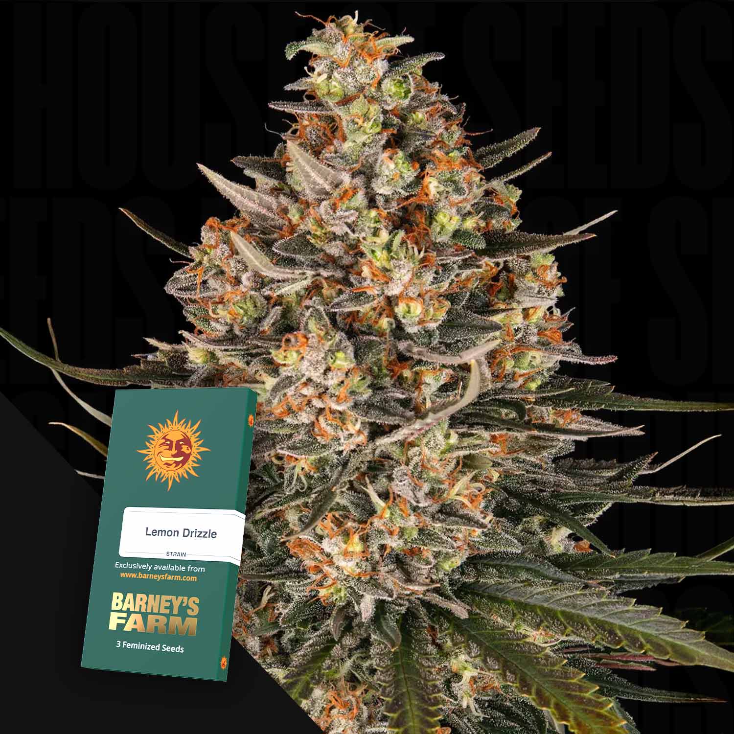 Eine frostige, orangefarbene Lemon Drizzle Cannabis Knospe mit einem Barney's Farm Samenpaket.