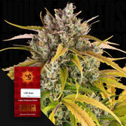 Dichte Cannabispflanze mit frostigen Trichomen und gelb-grünen Blättern, rotes LSD Auto Samenpaket von Barney’s Farm daneben