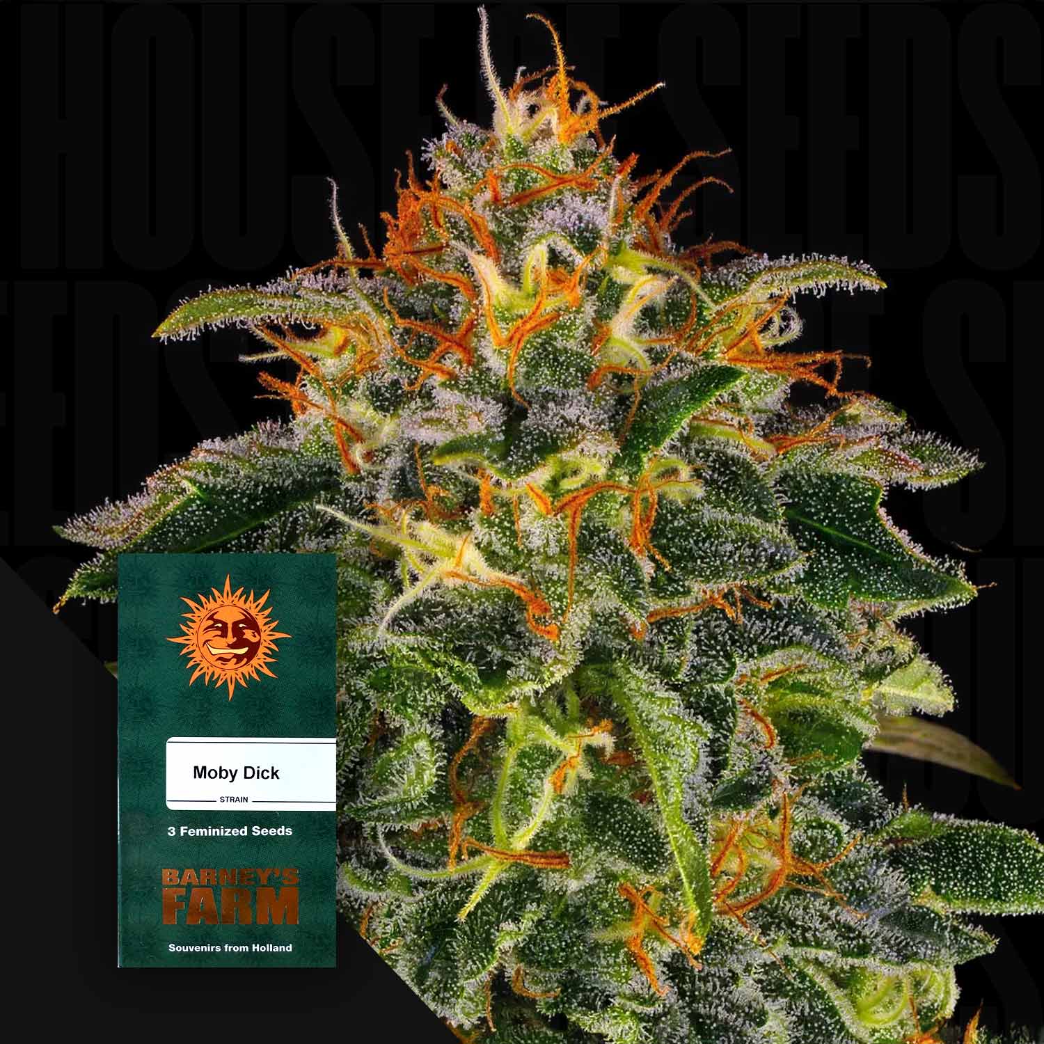 Nahaufnahme einer Cannabispflanze mit dichten frostigen Knospen und orangen Haaren, Ecke zeigt grünes Barney’s Farm Moby Dick Samenpaket