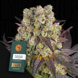 Purple Punch x Lemon Drizzle