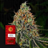 Tangerine Dream Auto