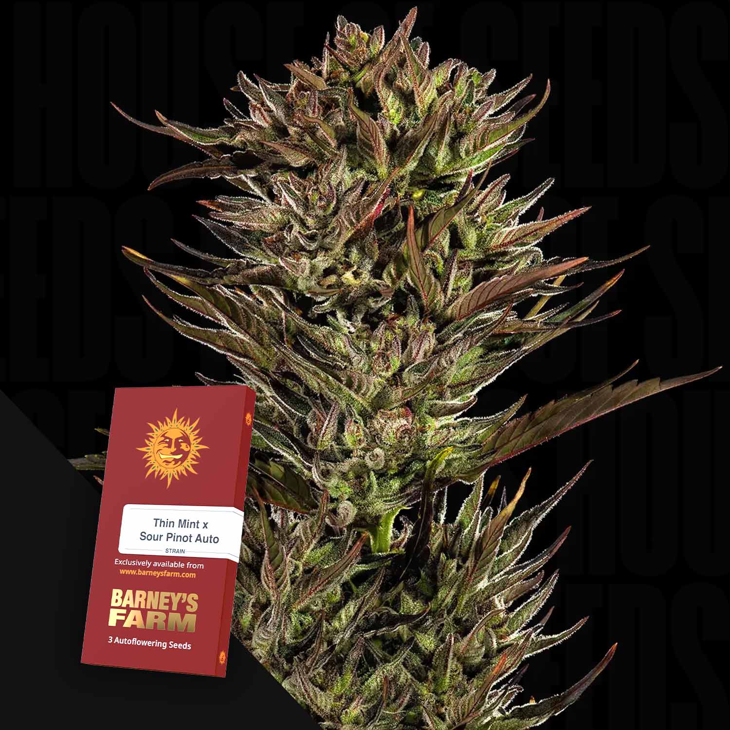 Nahaufnahme einer Cannabispflanze mit einem Barney's Farm Thin Mint x Sour Pinot Auto Samenpaket.