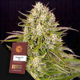 Wedding Cake Auto