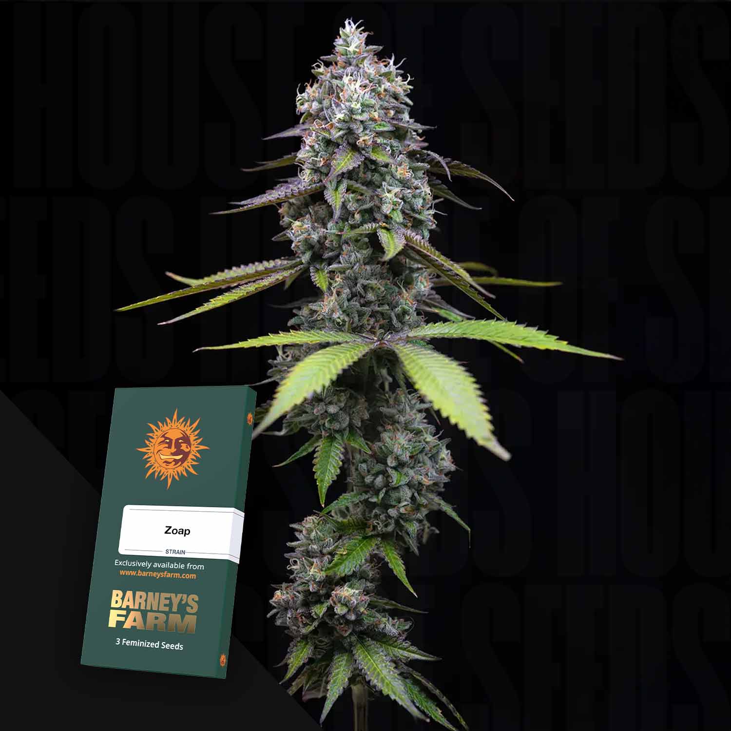 Eine Cannabispflanze mit dichten Knospen und einem Barney's Farm Zoap-Samenpäckchen in der unteren linken Ecke.