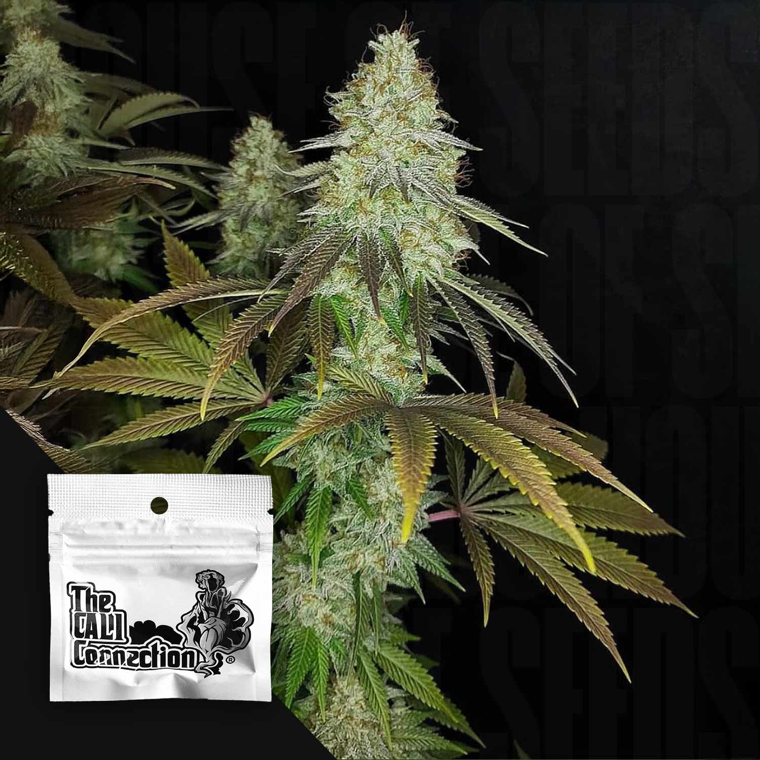 Reife Cannabispflanze mit dichten Knospen und grün-violetten Blättern, 818 Headband Beutel von Cali Connection in der Ecke