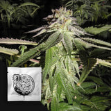 Corleone Kush