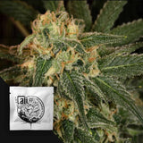 Green Crack
