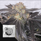 Purple Chem