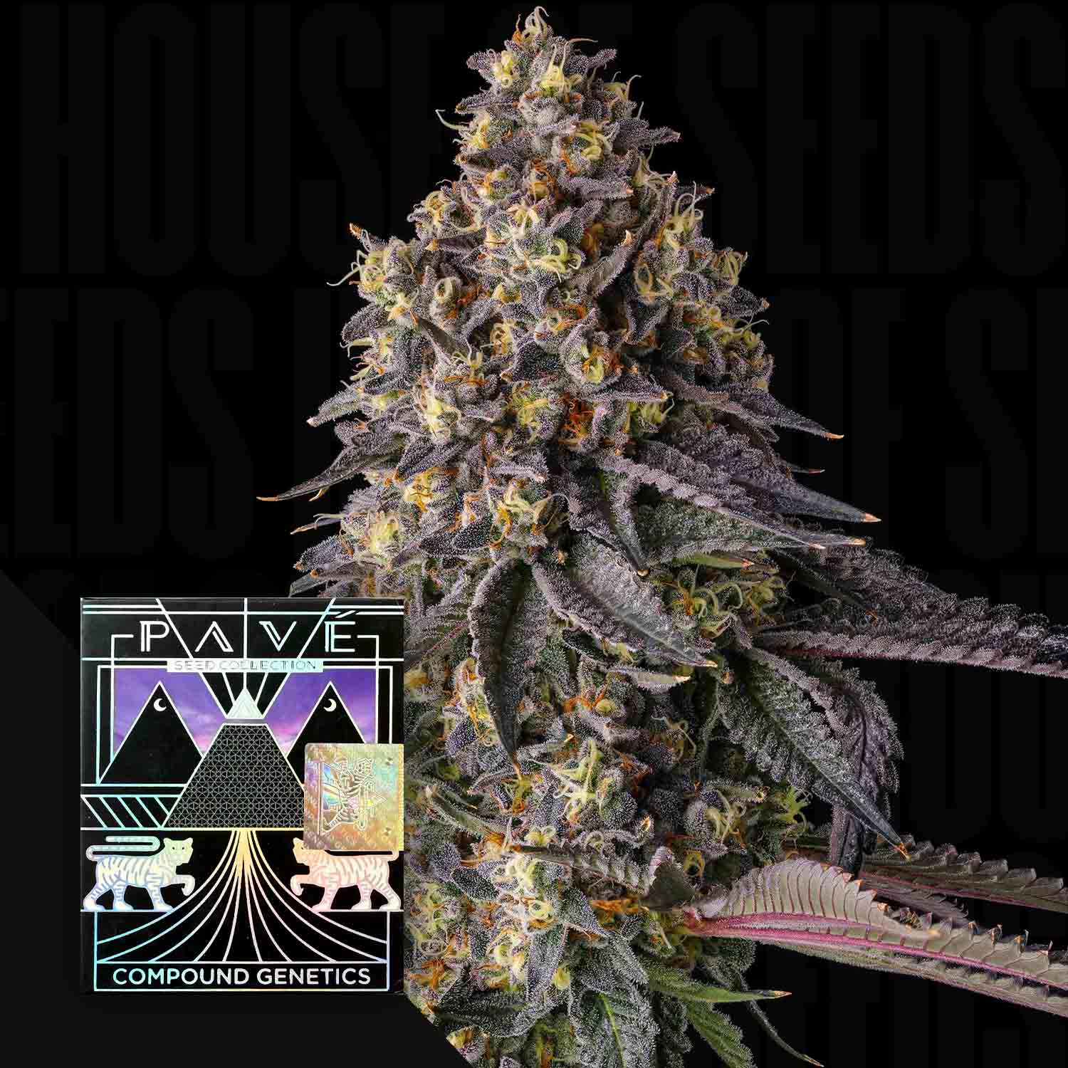 Nahaufnahme einer dichten, frostigen Kumamotoz-Cannabis-Knospe mit lila Farbtönen und einem Compound Genetics-Etikett im Vordergrund.