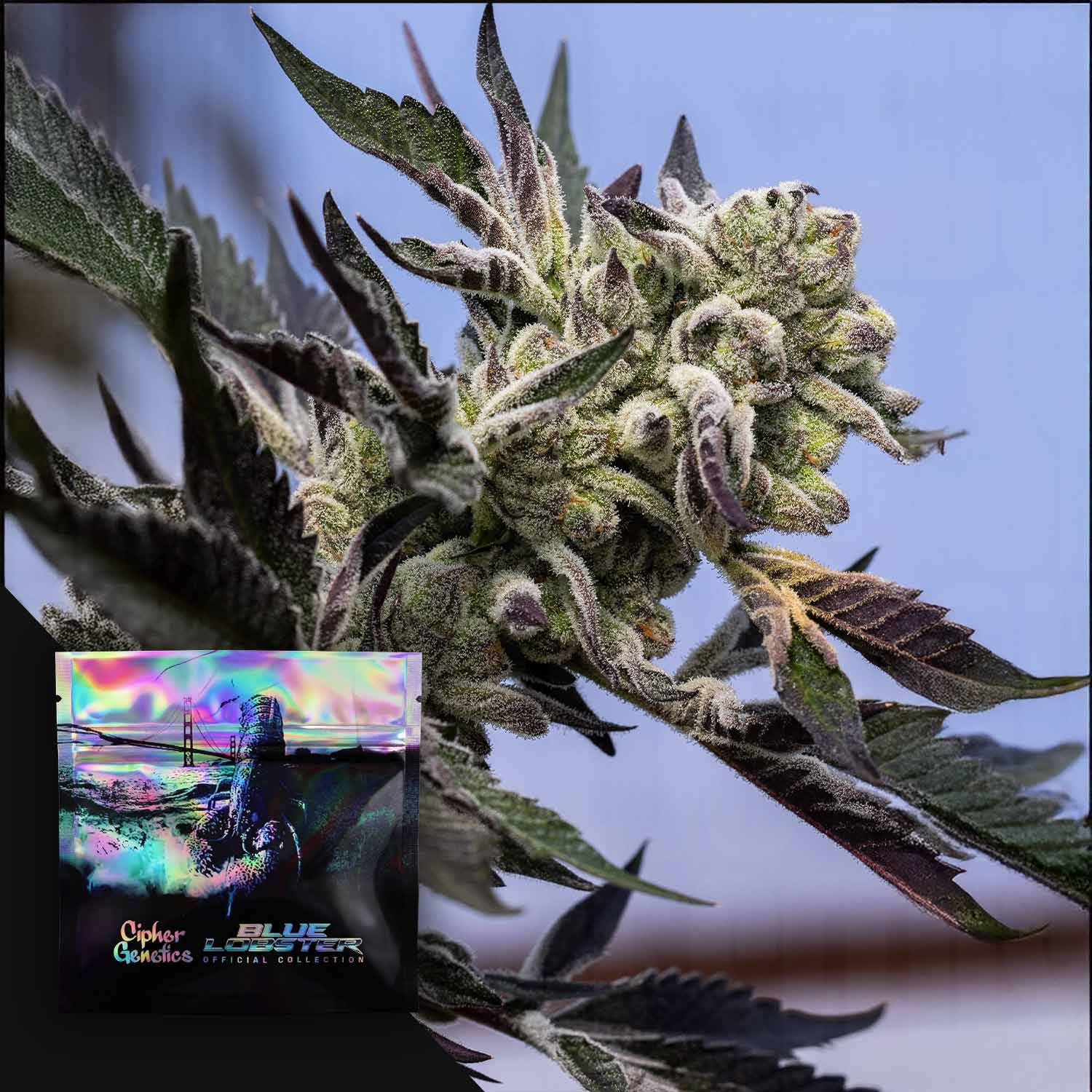 CIG-BL-0