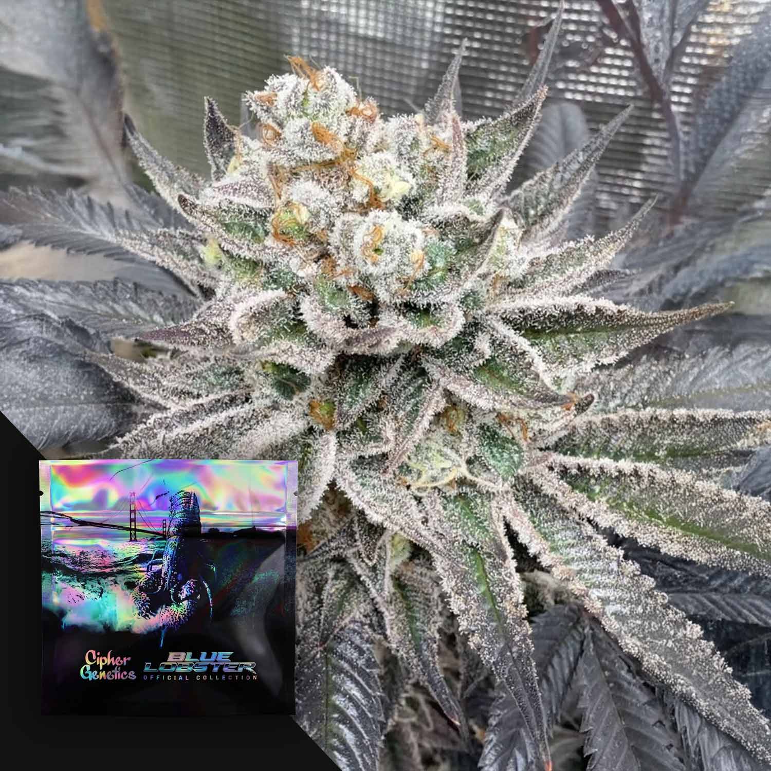 Order Maui Lobster cannabis seeds from Cipher Genetics – House of Seeds