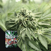 Nahaufnahme einer Cannabispflanze mit frostigen Knospen, Ecke zeigt Devil’s Harvest RLX OG Packung mit Cartoon-Totenkopf