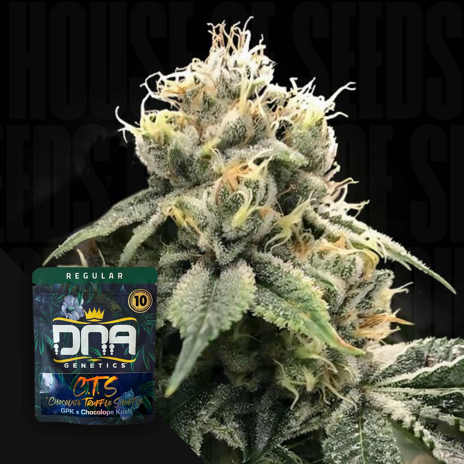 DNA Genetics 