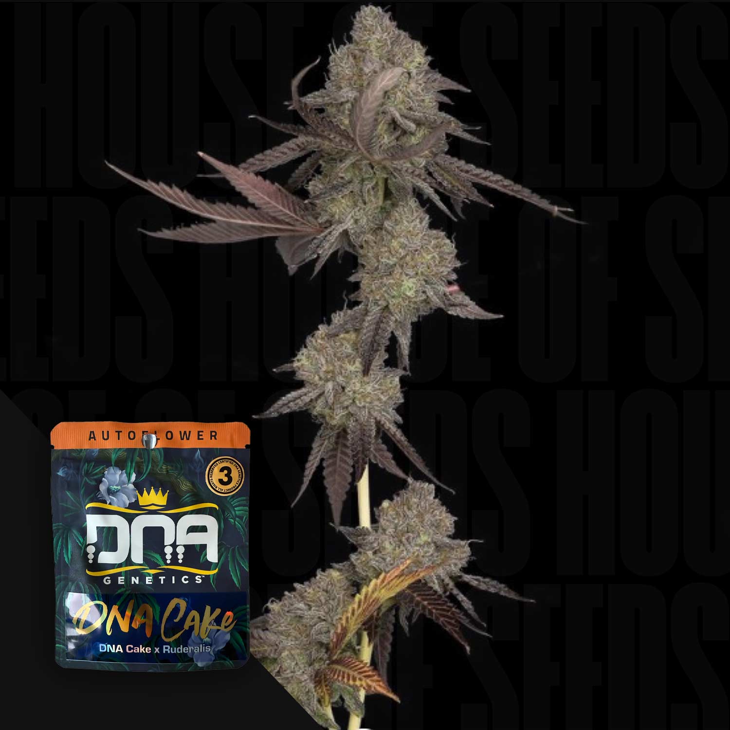 AUTO DNA Cake Cannabispflanze mit dichten Knospen neben einem DNA Genetics Samenpaket auf einem dunklen Hintergrund.