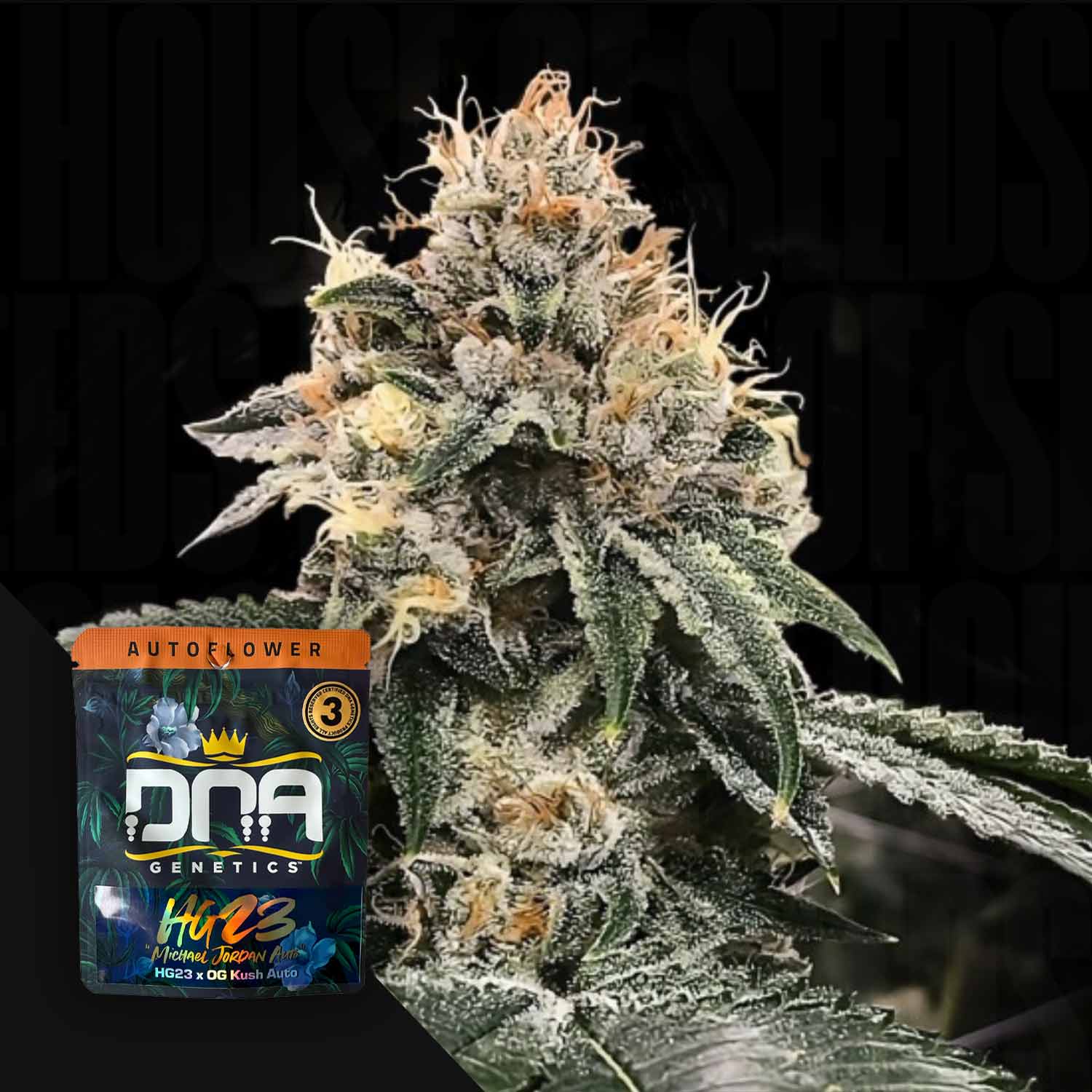 Nahaufnahme einer erfrorenen Cannabispflanze mit einer DNA Genetics-Samenpackung mit der Aufschrift AUTO HG23 im Vordergrund.