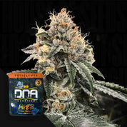 DNA-H23A-0