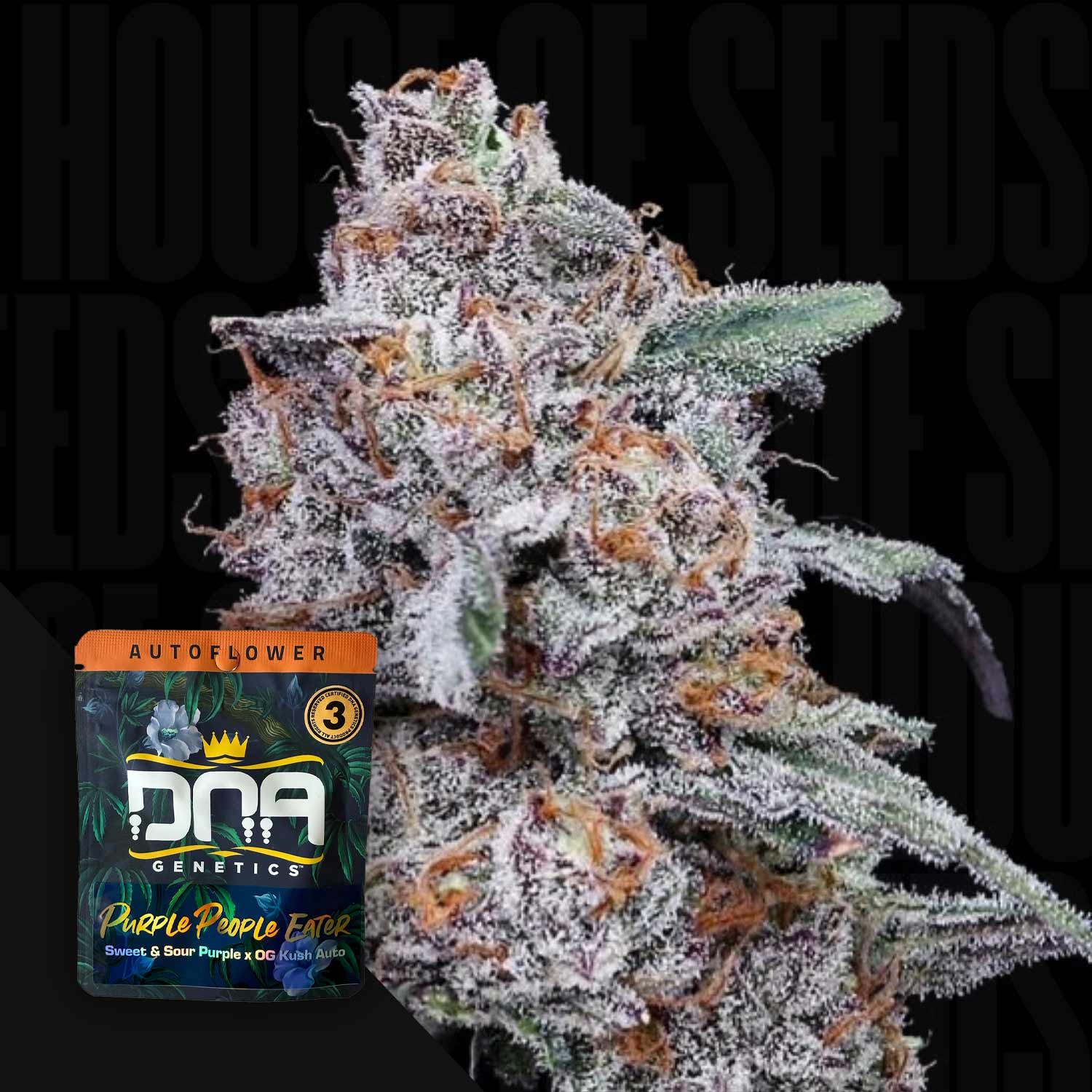 Nahaufnahme einer frostigen Cannabis-Knospe mit einer AUTO Purple People Eater von DNA Genetics Samenpackung in der Ecke.