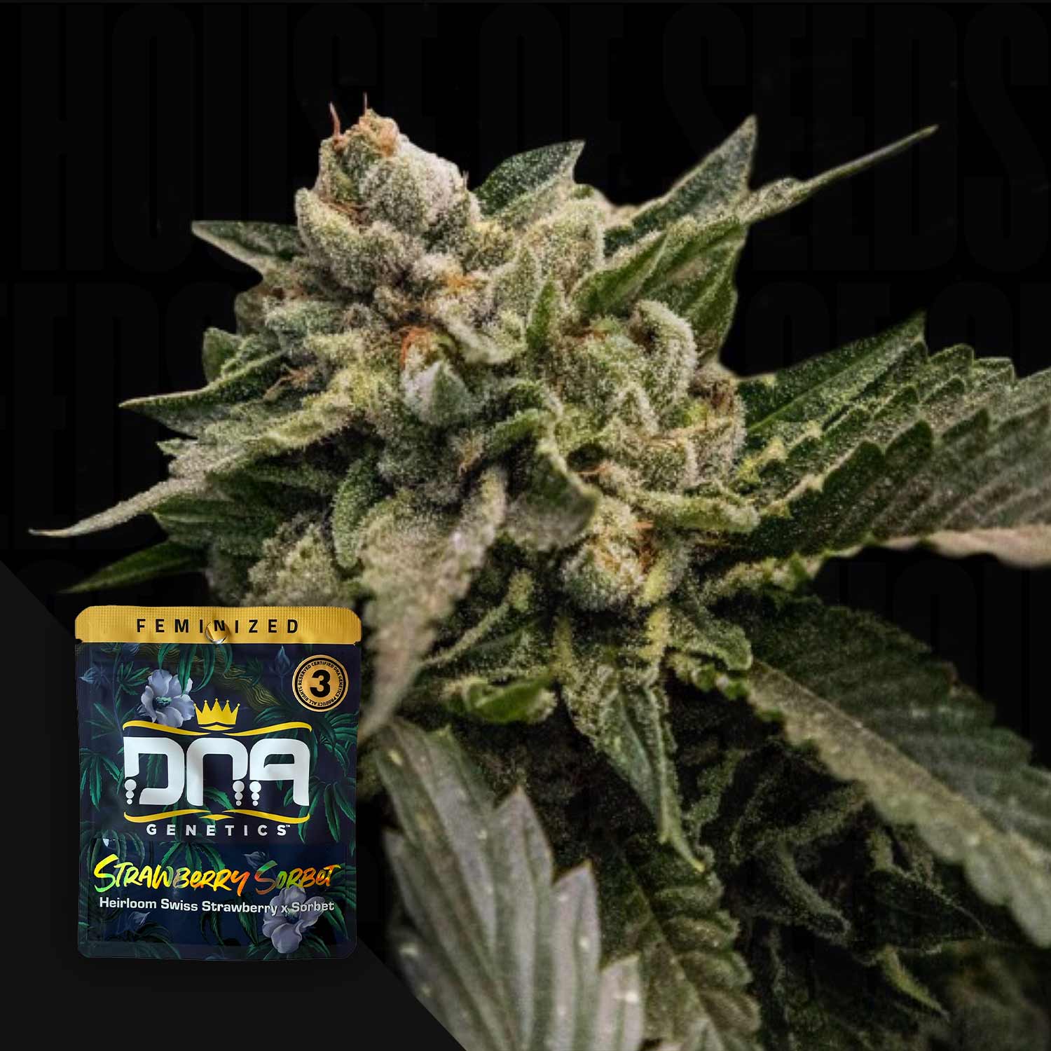 DNA Genetics 