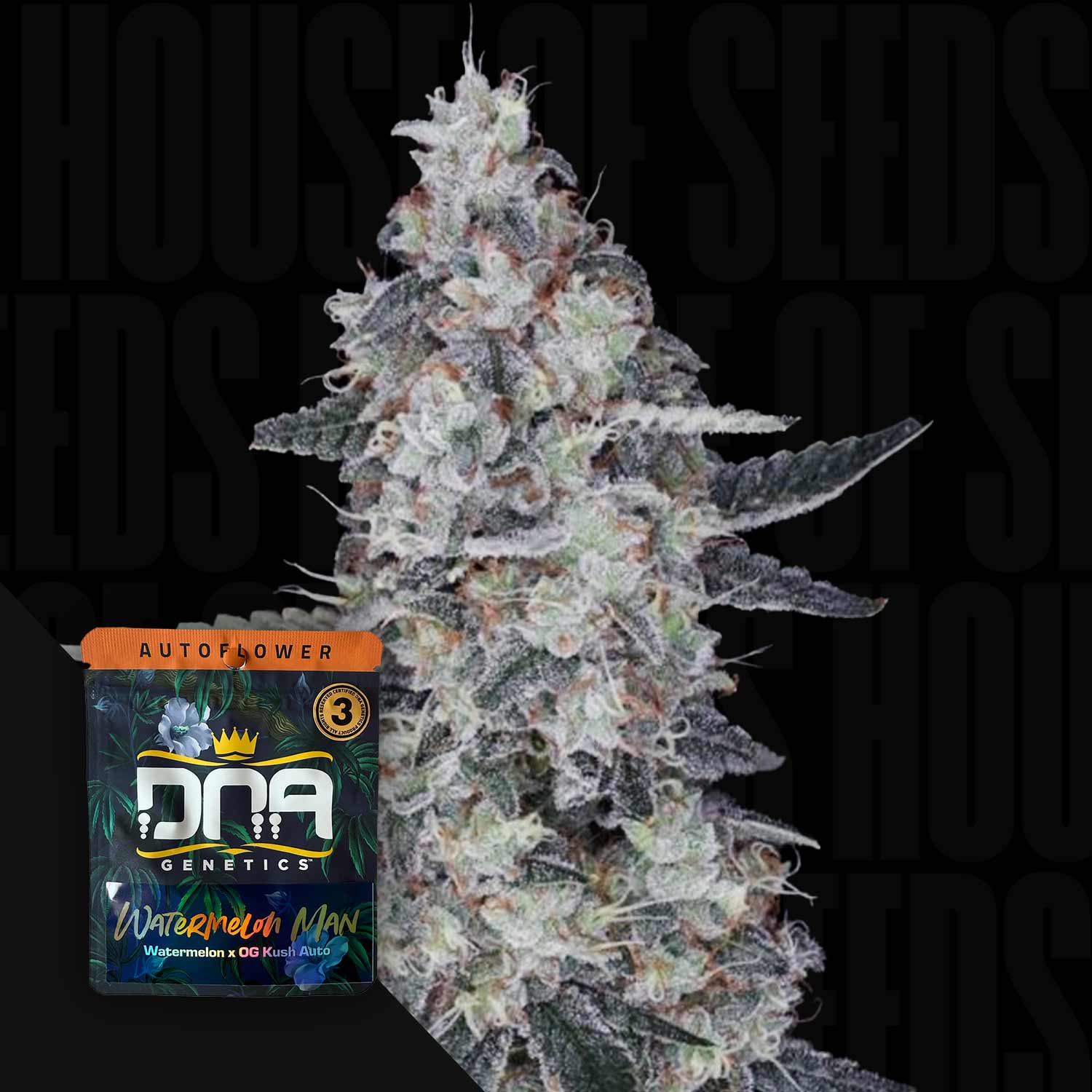 Eine frostige Cannabis-Pflanze neben einem DNA Genetics AUTO Watermelon Man Samenpaket.