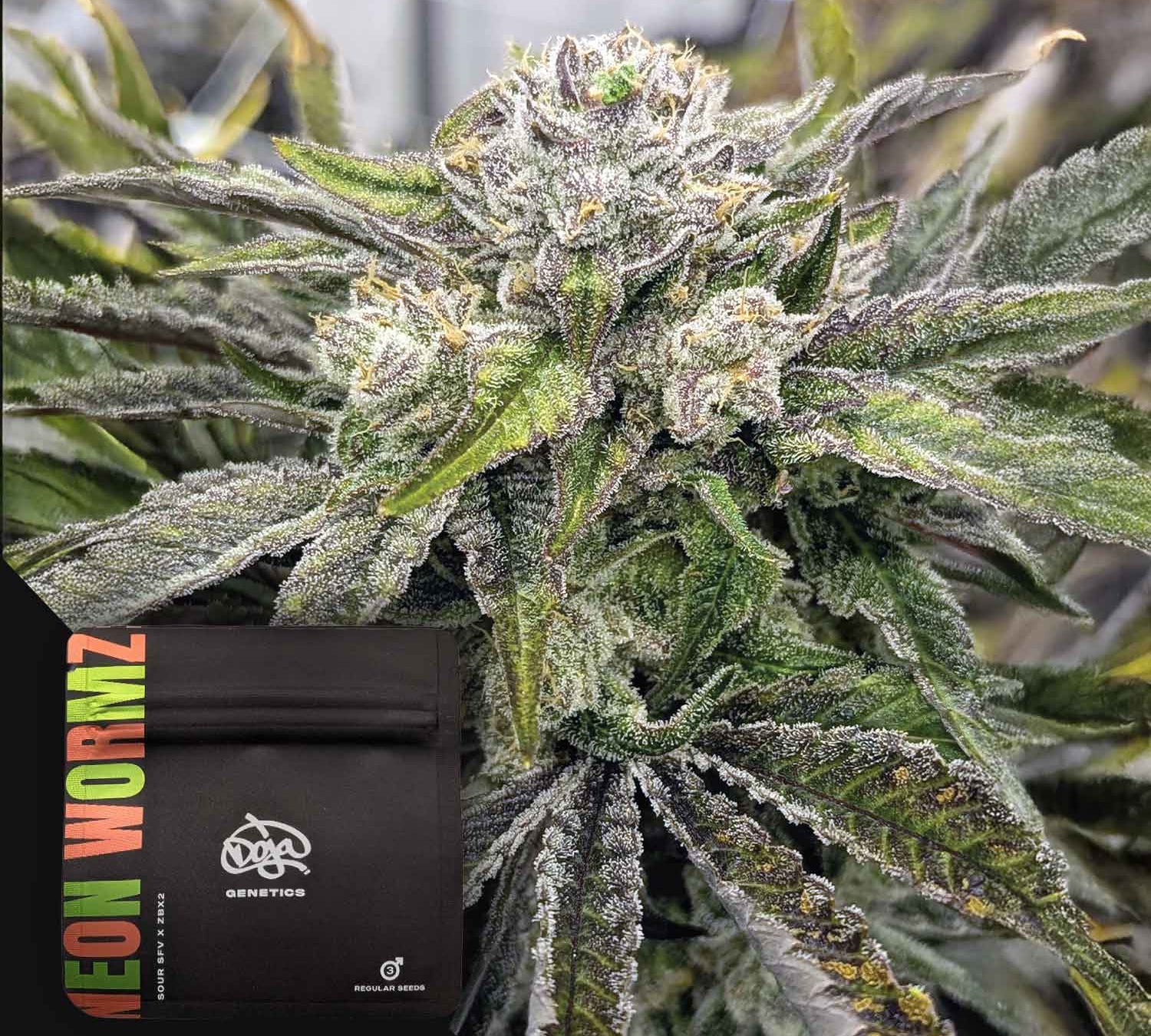 Nahaufnahme einer frostigen Cannabispflanze mit einem Doja Neon Wormz Samenpaket in der Ecke.