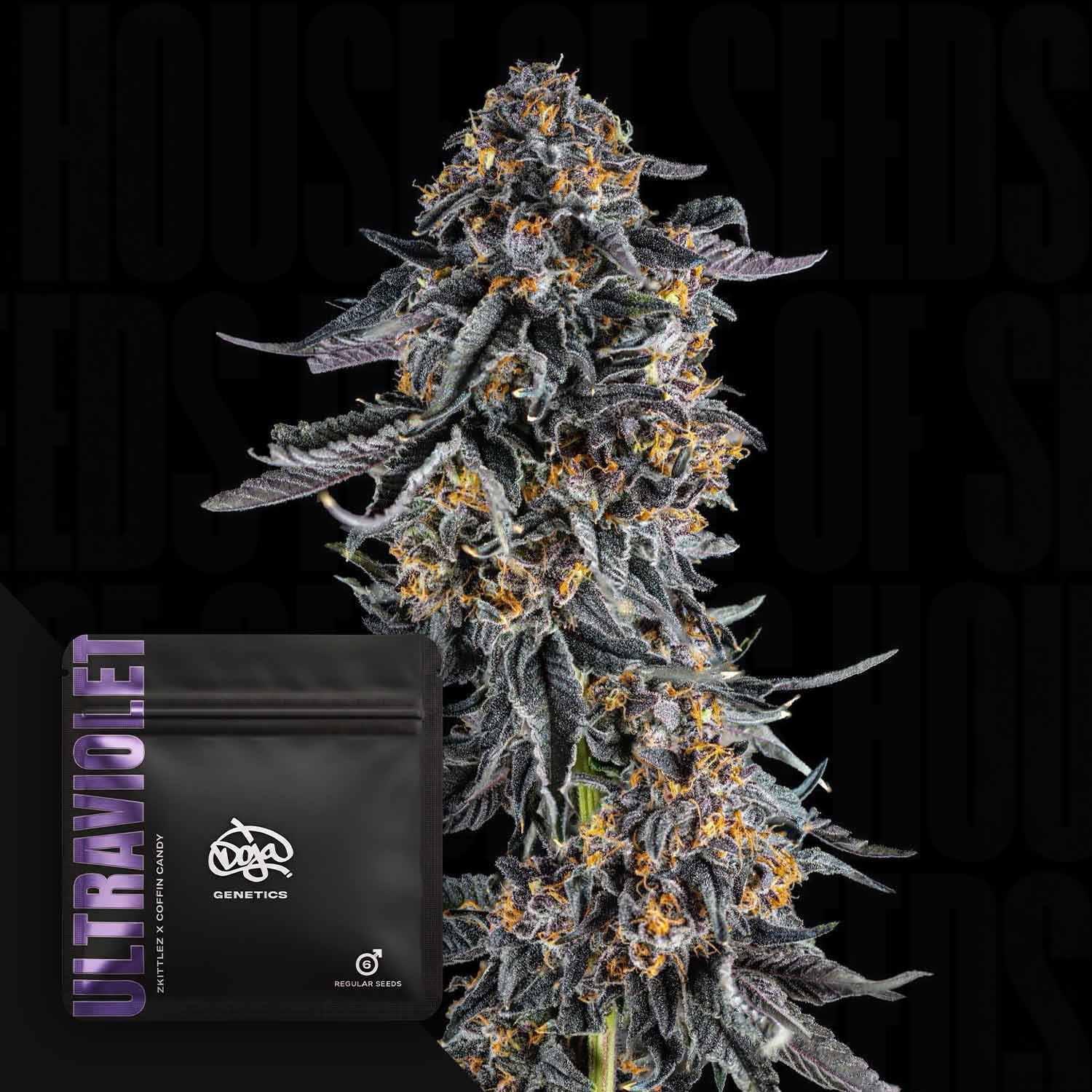 Nahaufnahme einer dichten, violetten „Doja Ultraviolet“-Cannabisknospe mit orangefarbenen Härchen neben ihrer schwarzen Verpackung.