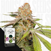 Nahaufnahme einer Auto Mac #1 Knospe mit orangen Haaren, vorne sichtbare Dutch Passion Packung