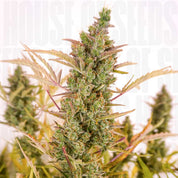 Nahaufnahme der Auto Mac #1 von Dutch Passion mit harzigen Knospen und gezackten Blättern vor hellem Hintergrund